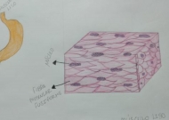 Anatomia e Fisiologia Humanas-LEF 0616