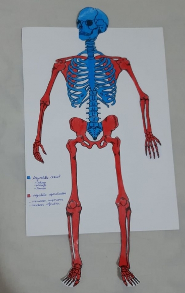 Anatomia e Fisiologia Humanas-LEF 0616